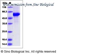 Sino Biological 80161-R01H image 1