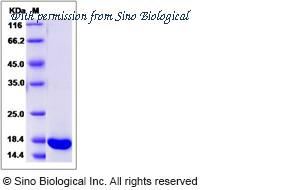 Sino Biological 80258-R08H image 1