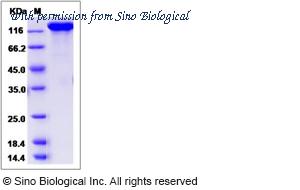 Sino Biological 80316-R08H image 1