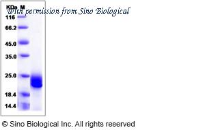 Sino Biological 10704-HNAS image 1