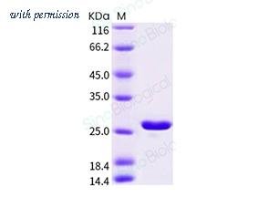 Sino Biological 11213-HNAE image 1