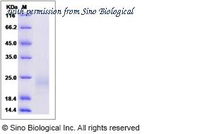 Sino Biological 50951-M08H image 1