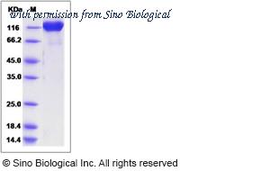 Sino Biological 80320-R02H image 1