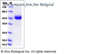 Sino Biological 80414-R02H image 1