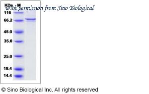 Sino Biological 14080-H20B image 1