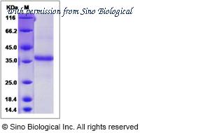 Sino Biological 12903-H04H image 1