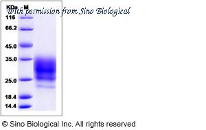 Sino Biological 13468-H08H image 1