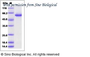 Sino Biological 13687-H08B image 1