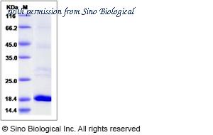Sino Biological 13881-H07E image 1