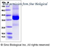 Sino Biological 13932-H09E image 1
