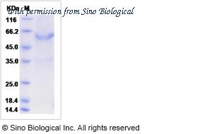 Sino Biological 50605-M01H image 1