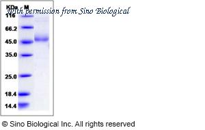 Sino Biological 10242-H02H image 1