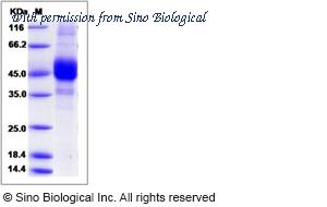 Sino Biological 10981-H23H image 1