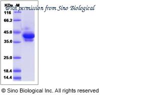 Sino Biological 13192-H01H image 1