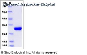 Sino Biological 13610-H08H image 1
