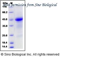 Sino Biological 50316-M08S image 1