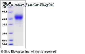 Sino Biological 80407-R08H image 1
