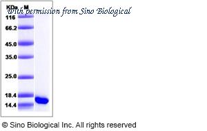 Sino Biological 13244-HNAE image 1