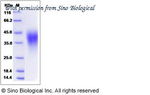 Sino Biological 13482-H08H image 1