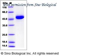 Sino Biological 13544-H08H image 1