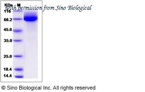 Sino Biological 80263-R08H image 1