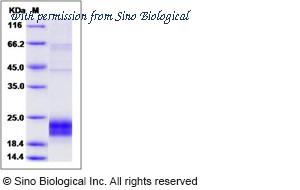 Sino Biological 10575-H07B image 1