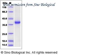 Sino Biological 13752-H07B image 1