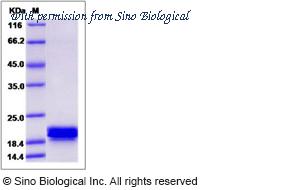 Sino Biological 13771-H08H image 1