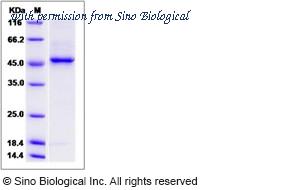 Sino Biological 13951-H07B image 1