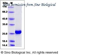 Sino Biological 14258-H07B image 1