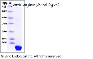 Sino Biological 12072-H07E image 1
