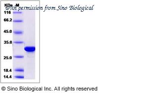 Sino Biological 13675-H07E image 1