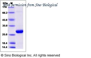 Sino Biological 14237-H07E image 1
