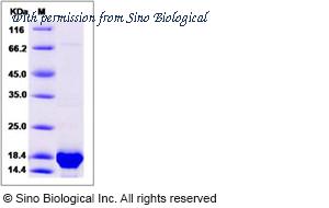 Sino Biological 14322-H08E image 1