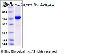 Sino Biological 14552-H20B image 1