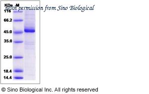 Sino Biological 14553-H20B image 1