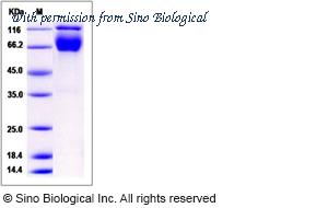 Sino Biological 80182-R02H image 1