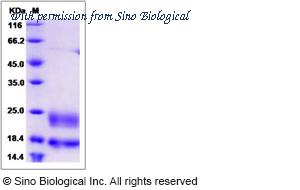 Sino Biological 80414-R08H image 1