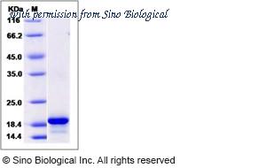 Sino Biological 10288-HNAB image 1