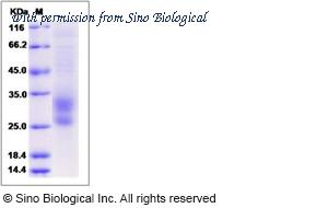 Sino Biological 13301-H08H image 1