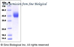 Sino Biological 13806-H02H image 1