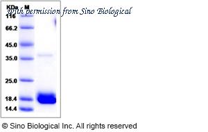 Sino Biological 90108-C08H image 1