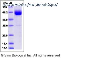 Sino Biological 90207-C02H image 1
