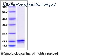 Sino Biological 11528-HNAE image 1