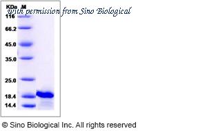 Sino Biological 11821-HNAE image 1
