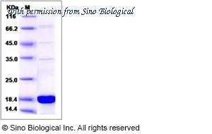 Sino Biological 14326-H07E image 1