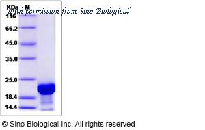 Sino Biological 14360-H07E image 1