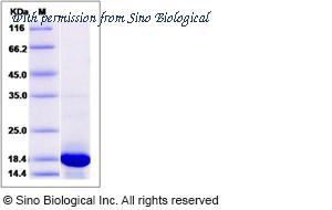 Sino Biological 14434-H08E image 1