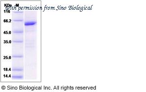 Sino Biological 14556-H09E image 1