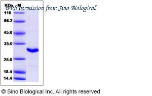 Sino Biological 14293-HNCB image 1